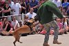 K-9 DSC_7858.jpg